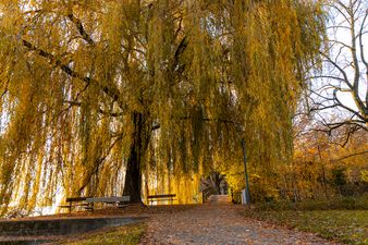 Stimmungsvoller Herbst am Zürichsee, Parkanlage in Kilchberg