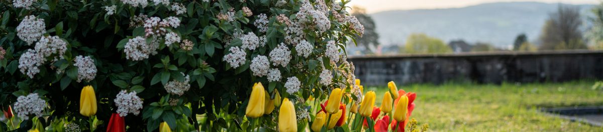 Blühender Strauch und Blumen