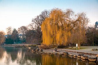 Stimmungsvoller Herbst am Zürichsee, Kilchberg