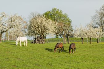 Pferde im Stockengut