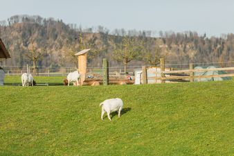 Ziegen im Stockengut