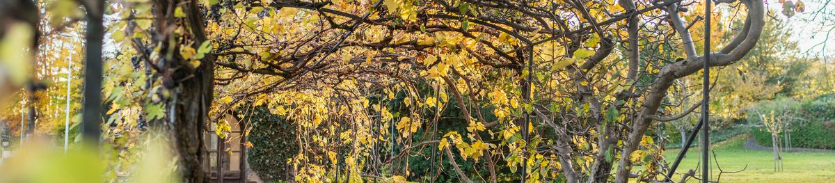 Garten C.F. Meyer-Haus im Herbst