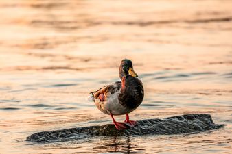 Ente im Morgenlicht, Kilchberg am Zürichsee