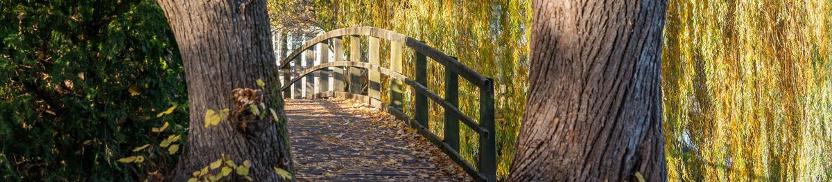 Brücke mit Bäumen Herbst